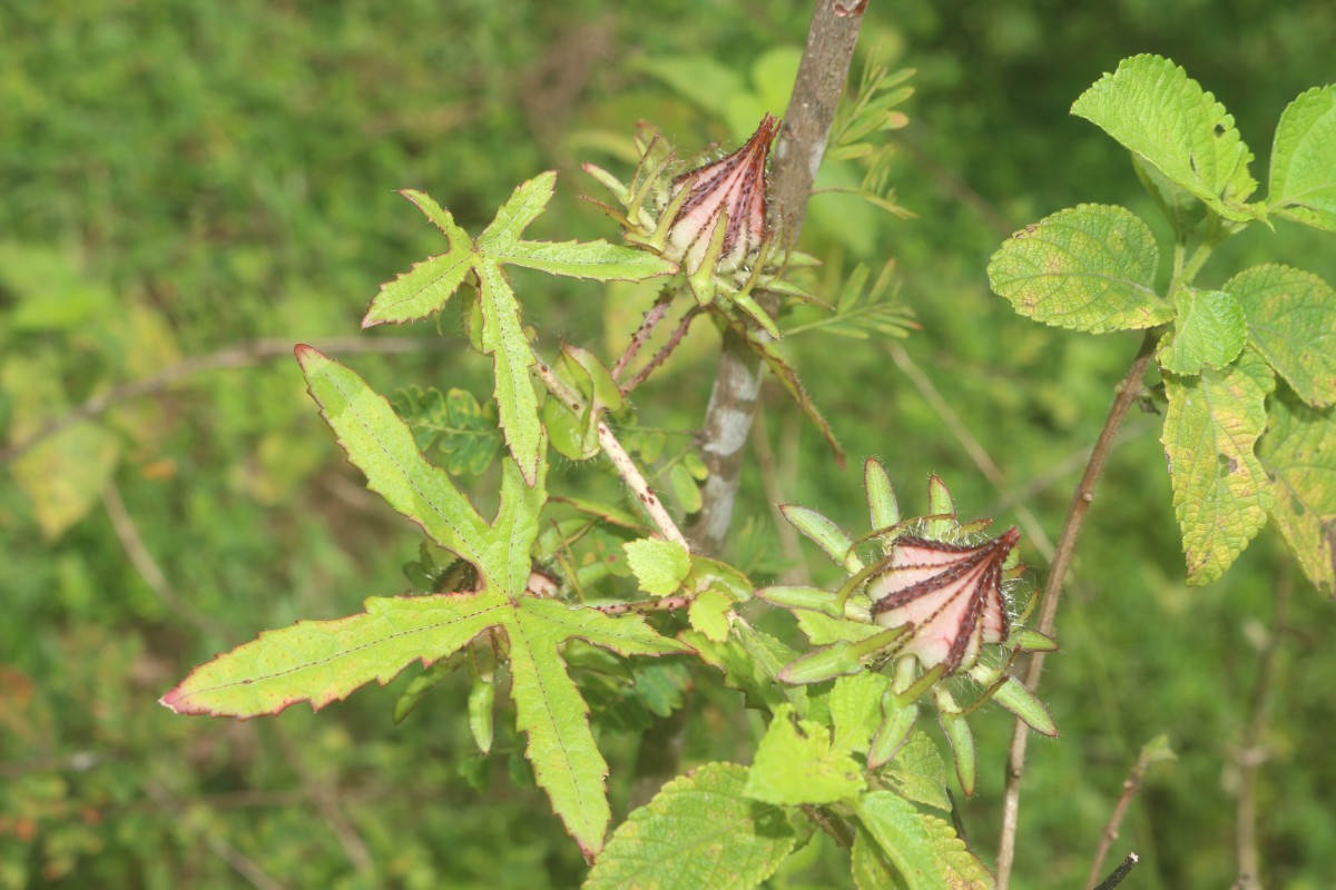 Hibiscus surattensis L.
